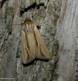 Wheat head armyworm moth (<em>Dargida diffusa</em>), #10431