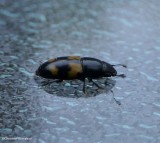 Picnic beetle (<em>Glischrochilus fasciatus</em>)