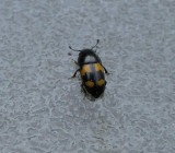  Picnic beetle (<em>Glischrochilus fasciatus</em>)