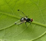 Picture-winged fly (<em>Seioptera vibrans</em>)