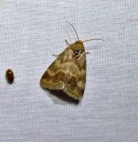 Erigeron flower moth (<em>Schinia obscurata</em>), #11118