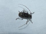 Long-horned beetle (<em>Astyleiopus variegatus</em>)