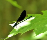 Ebony jewelwing damselfly, male (<em>Calopteryx maculata</em>)