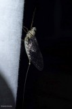 Mayflies (Order:  Ephemeroptera)