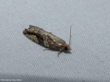 Maple twig borer moth (Proteoteras aesculana), #3230