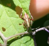 Plant bug nymph (<em>Neurocolpus</em> sp.)