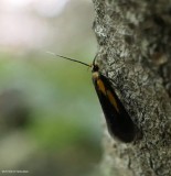 Newman's Mathildana moth (Mathildana newmanella), #1059