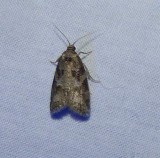 Gray tortrix (Cnephasia stephensiana), #3567.1