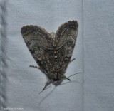 The brother moth  (<em>Raphia frater</em>), #9193
