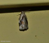 Gray archips moth (Archips grisea), #3660