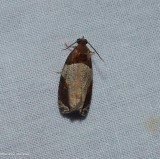 Hydrangea leaftier moth  (<em>Olethreutes ferriferana<?em>), #2827