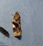 Fruit tree leafroller moth (<em>Archips argyrospila</em>), #3648