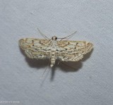 Watermilfoil Leafcutter moth  (<em>Parapoynx allionealis</em>), #4764
