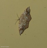 Horned spanworm moth  (<em>Nematocampa resistaria<?em>), #7010