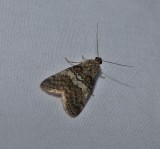 Maple webworm moth (<em>Pococera asperatella</em>),  #5606