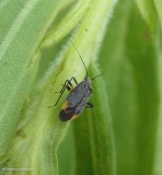 Plant bug (<em>Polymerus venaticus</em>)