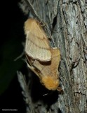 Tent caterpillar moths