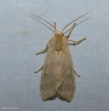 Banded tussock moth   (<em>Halysidota tessellaris</em>). #8203