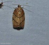 Hickory leafroller moth (Argyrotaenia juglandana), #3622