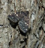 Smoky idia moth (<em>Idia scobialis</em>), #8330