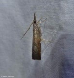 Mottled grass-veneer moth (<em>Neodactria luteolellus</em>), #5379