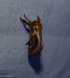 Spiny oak slug moth (<em>Euclea delphinii</em>), #4697