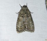 Maple dagger moth  (<em>Acronicta retardata</em>), #9251
