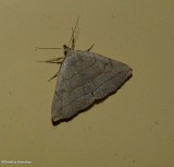 Early fan foot moth  (<em>Zanclognatha cruralis</em>),#8351