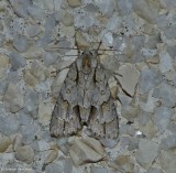 Ochre dagger moth (<em>Acronicta morula</em>), #9236