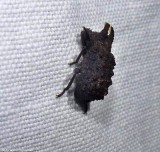Forked fungus beetle (Bolitotherus cornutus)