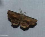 Common lytrosis moth  (<em>Lytrosis unitaria</em>), #6720