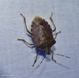 Brown marmorated stinkbug (Halyomorpha halys)