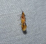 Orange-headed epicallima moth  (<em>Epicallima argenticinctella</em>), #1046