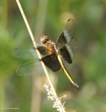 Widow skimmer, female  (<em>Libellula luctuosa</em>)