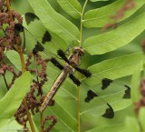 Twelve-spotted skimmer (Libellula pulchella)