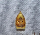 Blueberry leaftier moth (Acleris curvalana), #3504
