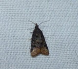 Tortricid moth (<em>Platynota semiustana</em>), #3741