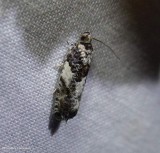 Tortricid moth (<em>Gypsonoma adjuncta</em>), #3229