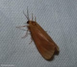 Immculate virbia moth (<em>Virbia immaculata</em>), #8124