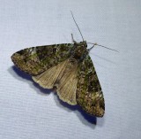 Green arches moth (<em>Anaplectoides prasina</em>), #11000 