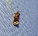 Red-banded leafroller moth (Argyrotaenia velutinana), #3597
