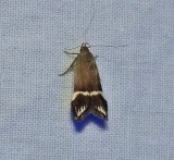 Twirler moth (<em>Anacampsis tristrigella</em>), #2251