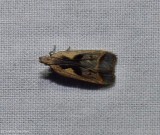 Bilobed dichomeris moth (<em>Dichomeris bilobella</em>), #2291