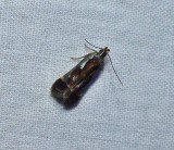 Shining dichomeris moth (Dichomeris ochripalpella), #2289