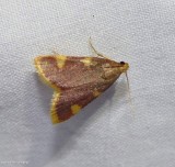 Clover hayworm moth (Hypsopygia costalis), #5524