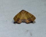 Straight lined plagodis moth (Plagodis phlogosaria), #6842