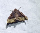 Hubner's pero moth (Pero ancetaria), #6748
