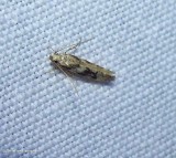 Twirler moth (Coleotechnites atrupictella), #1792