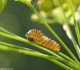 Black swallowtail butterfly caterpillar