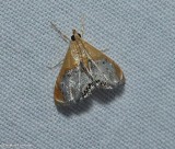 Sooty-winged chalcoela moth  (<em>Chalcoela iphitalis</em>), #4895